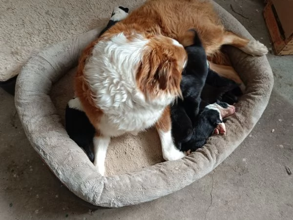 Cuccioli Australian Sheppar  | Foto 3