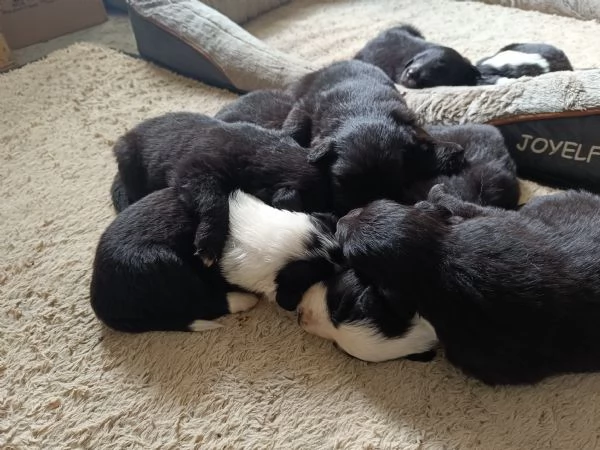 Cuccioli Australian Sheppar  | Foto 2