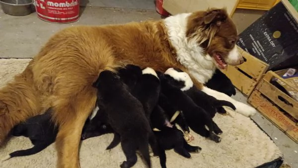 Cuccioli Australian Sheppar  | Foto 1