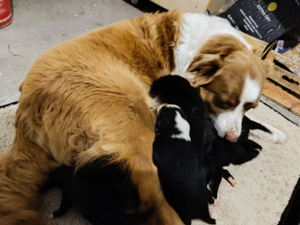 Cuccioli Australian Sheppar 