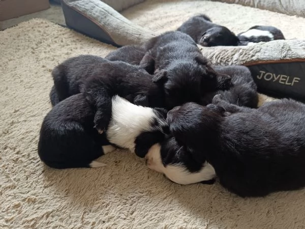 Cuccioli Australian Sheppar  | Foto 0