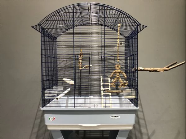 Parrocchetto Monaco maschio sessato