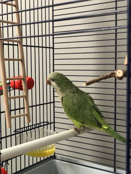 Parrocchetto Monaco maschio sessato | Foto 2