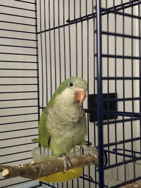 Parrocchetto Monaco maschio sessato | Foto 1