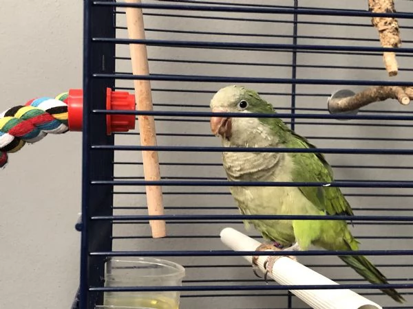 Parrocchetto Monaco maschio sessato | Foto 0