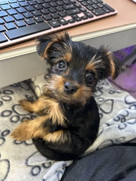 Yorkshire disponibili