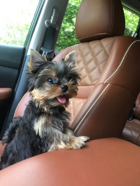 Adorabili cuccioli di Yorkshire - Pronti per l'amore!