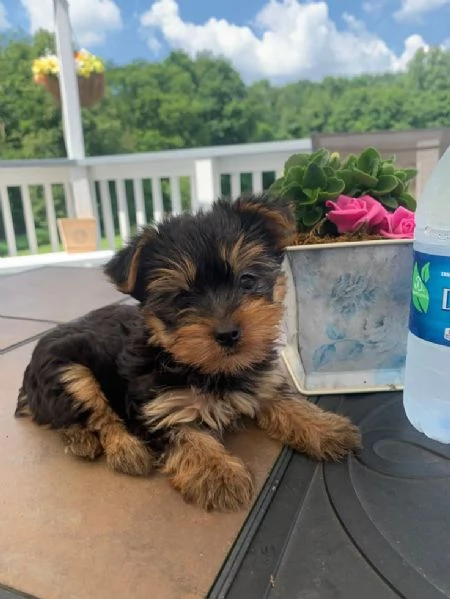 Cuccioli di Yorkie in vendita