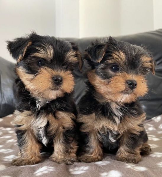 Statuetta Angelo In Miniatura Con Yorkshire Terrier | Ricordo Per Animali Domestici - 3