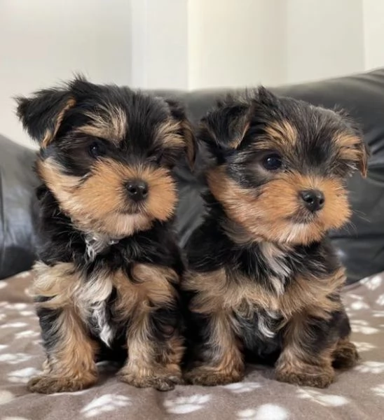 Cuccioli di Yorkshire Terrier pronti per tornare a casa!