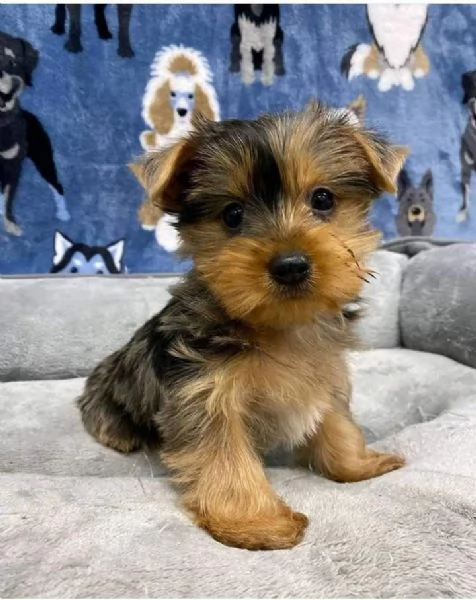 Adorabili cuccioli di Yorkshire Terrier da compagnia. | Foto 0