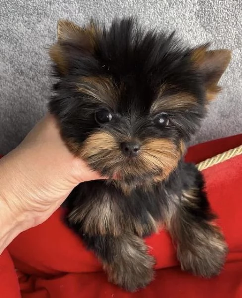 Adorabili cuccioli di Yorkshire Terrier da compagnia.