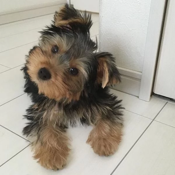 Cuccioli di Teacup Yorkshire Terrier disponibili!!!