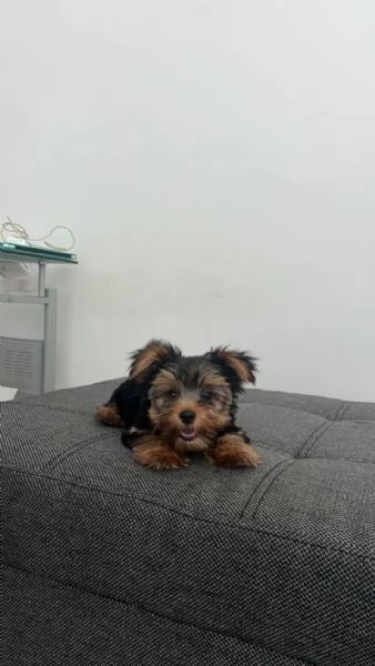Cuccioli di Yorkshire Terrier Teacup AKC allevati in famiglia