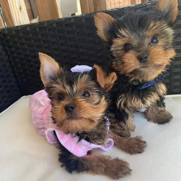 Disponibili cuccioli sani di Yorkshire Terrier
