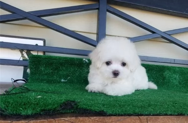 “cuccioli di maltese toy, sia maschi che femmine, disponibili