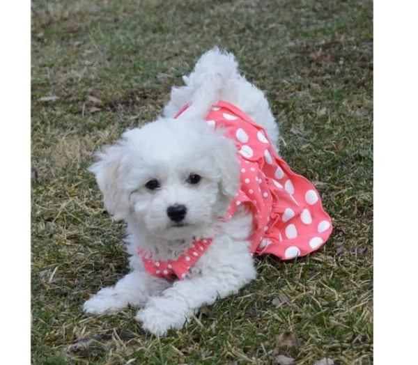 “cuccioli di maltese toy, sia maschi che femmine, disponibili | Foto 0