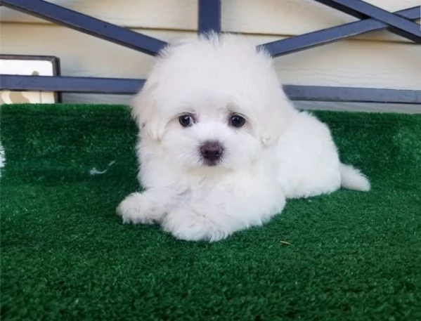 “cuccioli di maltese toy
