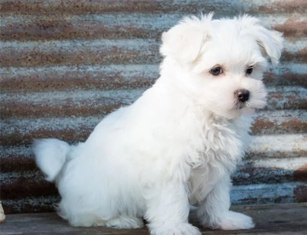  Cuccioli Maltese “cuccioli di maltese toy