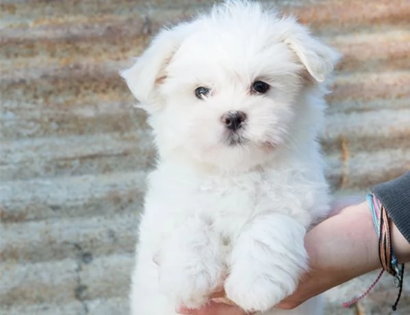 Cuccioli Maltese “cuccioli di maltese toy | Foto 1