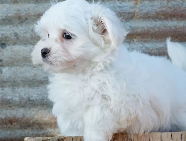  Cuccioli Maltese “cuccioli di maltese toy | Foto 0