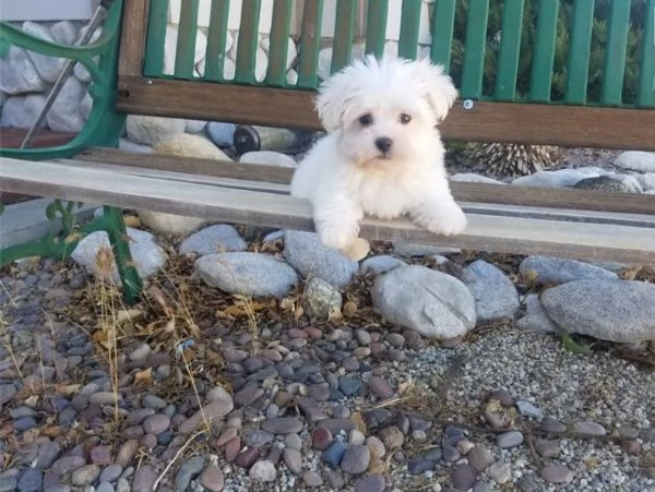  Cuccioli maltese nano | Foto 1