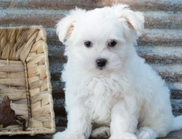 cuccioli di maltese toy, sia maschi che femmine,
