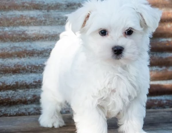 Vendita cucciolo Maltese Coreano toy maschietti