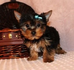 Cuccioli di Yorkie in adozione