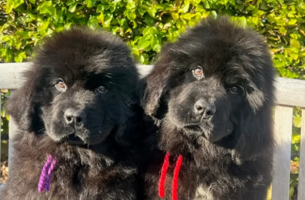 Bellissimi cuccioli di Terranova sani