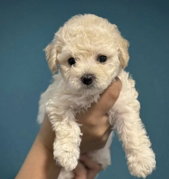 CUCCIOLI DI BARBONCINI TOY | Foto 0