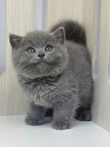 Due meravigliose British shorthair | Foto 0