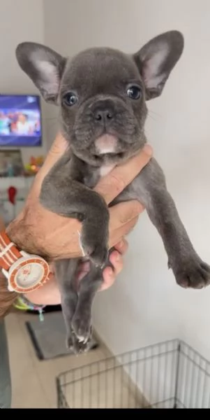 CUCCIOLI BULLDOG FRANCESE- CONSEGNA SUBITO 