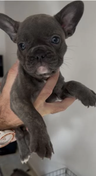 CUCCIOLI BULLDOG FRANCESE- CONSEGNA SUBITO  | Foto 3