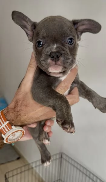 CUCCIOLI BULLDOG FRANCESE- CONSEGNA SUBITO  | Foto 2
