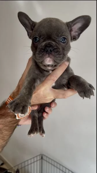 CUCCIOLI BULLDOG FRANCESE- CONSEGNA SUBITO  | Foto 1