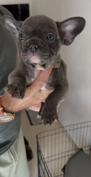 CUCCIOLI BULLDOG FRANCESE- CONSEGNA SUBITO  | Foto 0