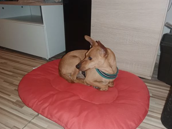 Cedo Pinscher gratuitamente per motivi di salute | Foto 0