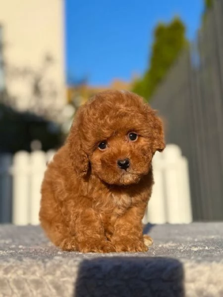 CUCCIOLI DI BARBONCINI TOY | Foto 0