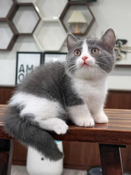 Gattini British Shorthair