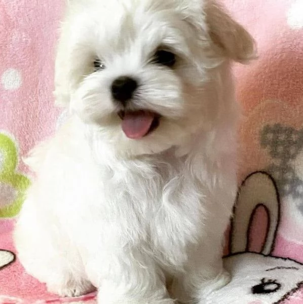 DUE MALTESE CUCCIOLI