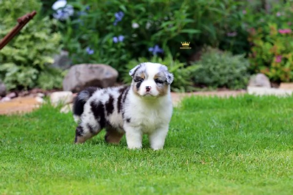 Cuccioli Border Collie – Pronti a conquistarti con il loro sguardo
