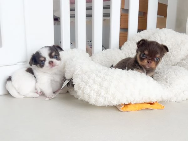 Cuccioli di Chihuahua pronti per essere adottati: cuoricini in cerca di famiglie amorevoli  | Foto 0