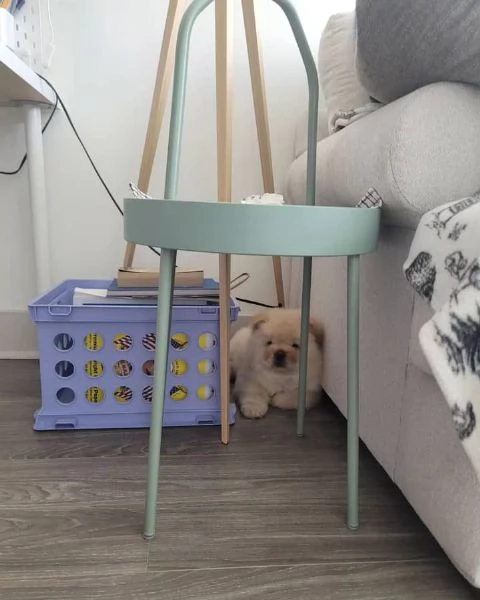 Adorabile chow chow con documenti FCI | Foto 0