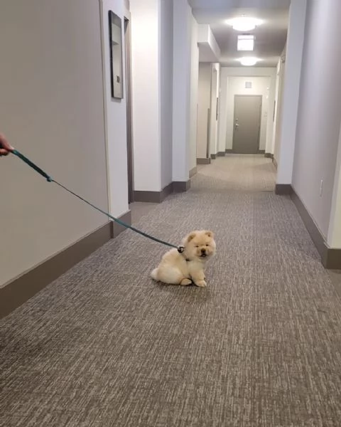 Adorabile chow chow con documenti FCI