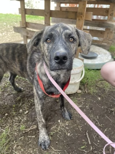 Cuccioli meticci | Foto 2