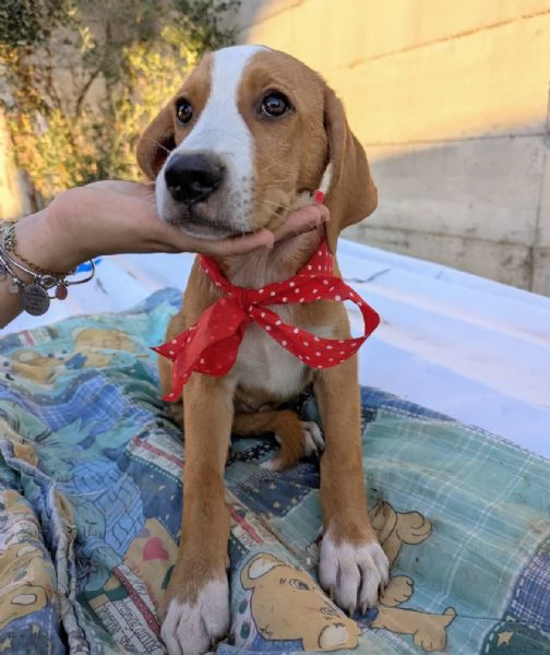 Cuccioli meticci | Foto 1