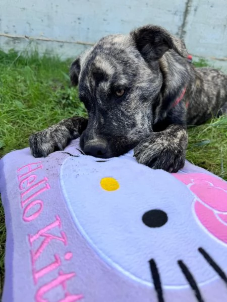 Cuccioli meticci | Foto 0