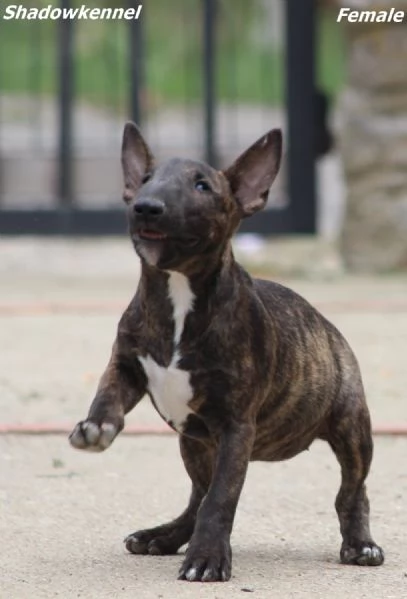 Miniature Bull Terrier | Foto 6