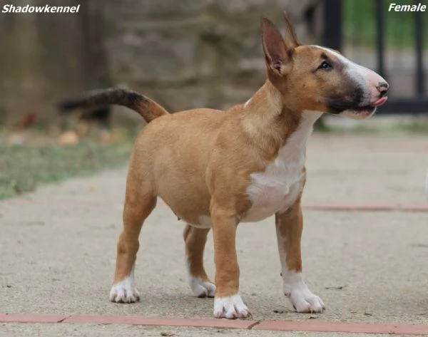 Miniature Bull Terrier | Foto 5
